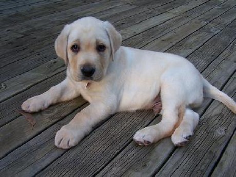 labrador-retriever-pictures