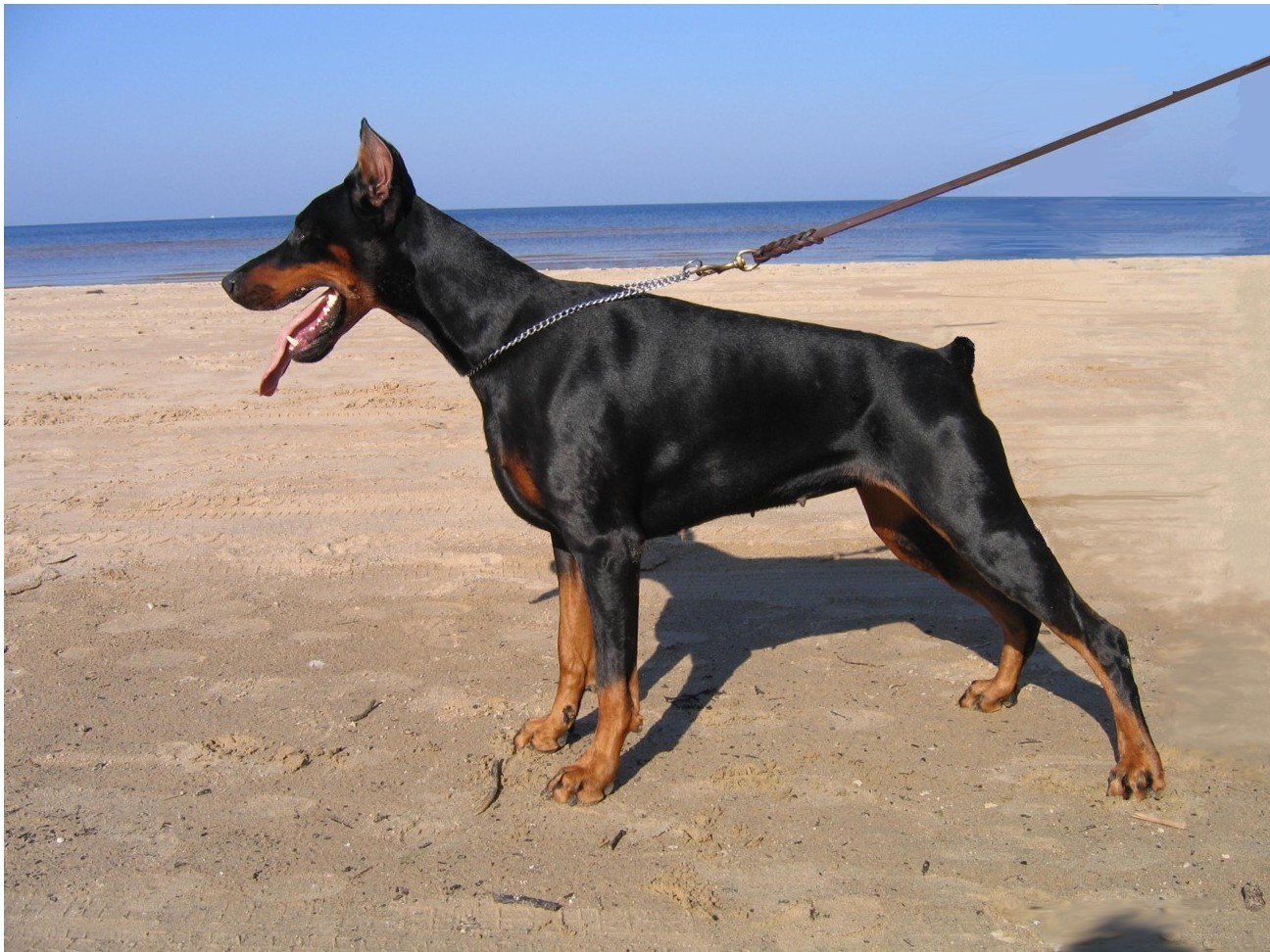 DOBERMAN-doberman-2573379-1296-972