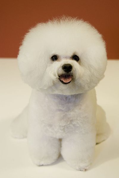 bichon_frise1