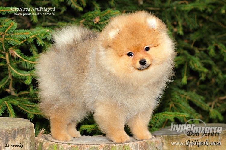 6578734-pomeranian--28nemecky-spic-trpaslici-29-s-pp-1