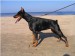 DOBERMAN-doberman-2573379-1296-972